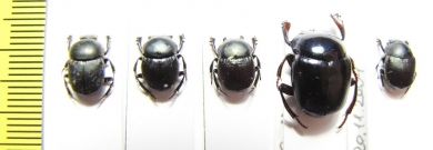 Scarabaeinae sp.  Bolivia - INSECTS-STORE.RU