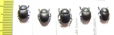 Scarabaeinae sp.  Bolivia - INSECTS-STORE.RU