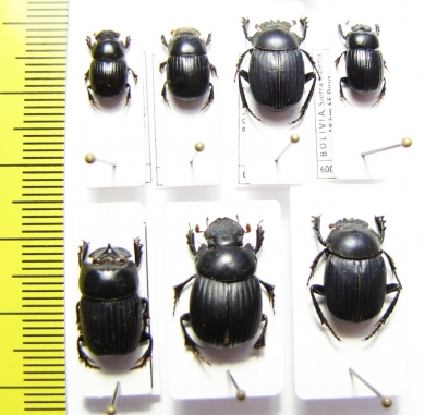 Scarabaeinae sp.  Bolivia - INSECTS-STORE.RU