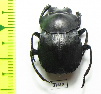 Deltochilum tesselatum arrowi  Ecuador - INSECTS-STORE.RU