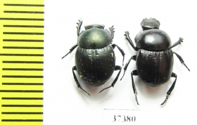 Scarabaeinae sp.  Ecuador - INSECTS-STORE.RU