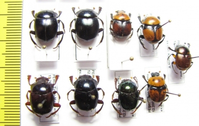 Scarabaeinae sp.  Peru - INSECTS-STORE.RU