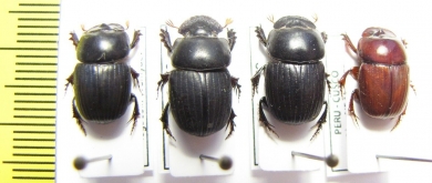 Scarabaeinae sp.  Peru - INSECTS-STORE.RU