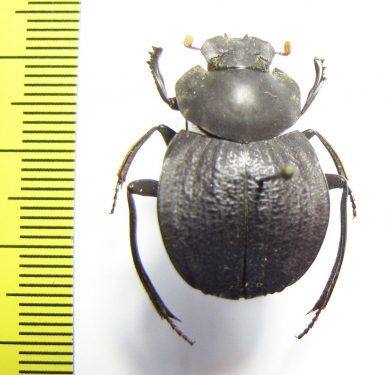 Deltochilum sp.  Peru - INSECTS-STORE.RU