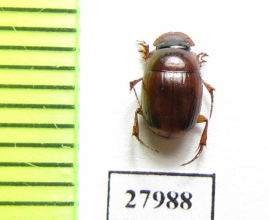 Scarabaeinae sp.  Angola - INSECTS-STORE.RU