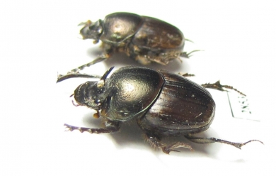 Scarabaeinae sp., pair  New Caledonia - INSECTS-STORE.RU