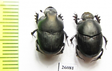 Onthophagus sp., pair  South Africa Rep. - INSECTS-STORE.RU