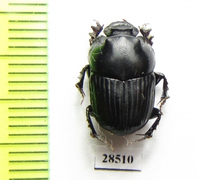 Liatongus gagatinus  Vietnam - INSECTS-STORE.RU