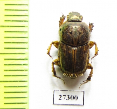 Euoniticellus sp.  South Africa Rep. - INSECTS-STORE.RU