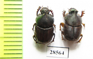 Scarabaeinae sp.  Thailand - INSECTS-STORE.RU