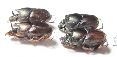 Scarabaeinae sp.  Thailand - INSECTS-STORE.RU