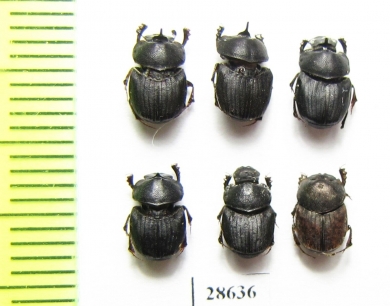 Caccobius kelleri, pair  Russia, Far East - INSECTS-STORE.RU