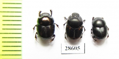 Caccobius sp.  China, Yunnan prov. - INSECTS-STORE.RU