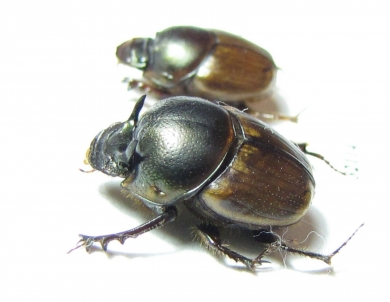 Digitonthophagus sp., pair  South Africa Rep. - INSECTS-STORE.RU