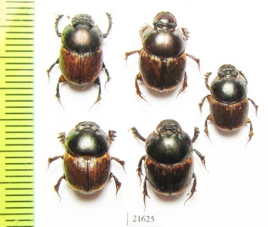 Digitonthophagus sp., pair  South Africa Rep. - INSECTS-STORE.RU