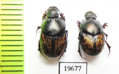 Onthophagus afghanus, pair  Tajikistan - INSECTS-STORE.RU