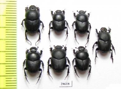 Onthophagus amyntas, pair  Turkey - INSECTS-STORE.RU