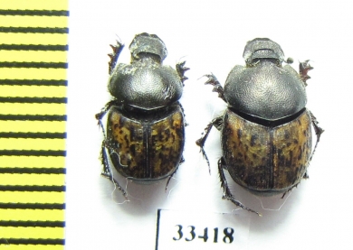 Onthophagus conspersus, pair  Afghanistan - INSECTS-STORE.RU