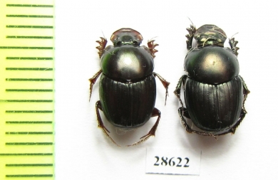 Onthophagus dama, pair  India - INSECTS-STORE.RU