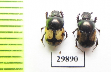 Onthophagus dorsosignatus, pair  Iran, Kerman prov. - INSECTS-STORE.RU