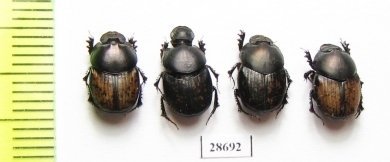 Onthophagus finschi  Uzbekistan - INSECTS-STORE.RU