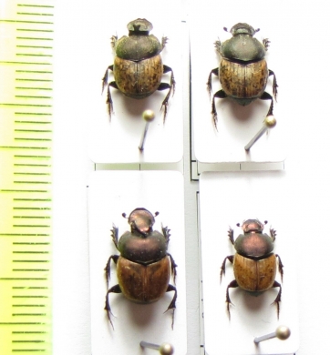 Onthophagus fissicornis, O.coenobita, pair  Turkey - INSECTS-STORE.RU