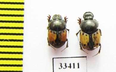 Onthophagus flagrans  Tajikistan - INSECTS-STORE.RU