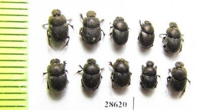 Onthophagus furcatus, pair  Russia, Ingushetia reg. - INSECTS-STORE.RU