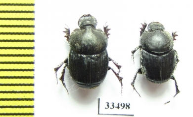 Onthophagus kabulicus  Afghanistan - INSECTS-STORE.RU
