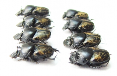 Onthophagus marginalis, pair  Russia, Astrakhan reg. - INSECTS-STORE.RU