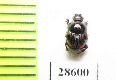 Onthophagus notatus  Burkina Faso - INSECTS-STORE.RU