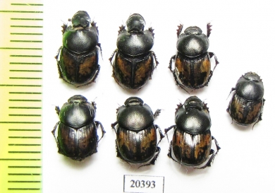Onthophagus pygargus, pair  Uzbekistan - INSECTS-STORE.RU