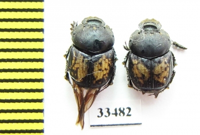Onthophagus rechingeri  Iran, Khorasan prov. - INSECTS-STORE.RU