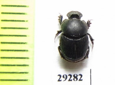 Onthophagus semicornis  Ukraina - INSECTS-STORE.RU