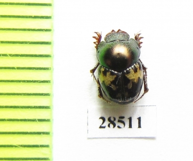 Onthophagus sp.  Madagascar - INSECTS-STORE.RU