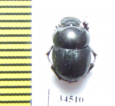 Onthophagus sp.  Mali - INSECTS-STORE.RU