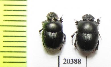 Onthophagus sp.  Mali - INSECTS-STORE.RU