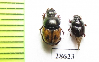 Onthophagus sp.  Namibia - INSECTS-STORE.RU