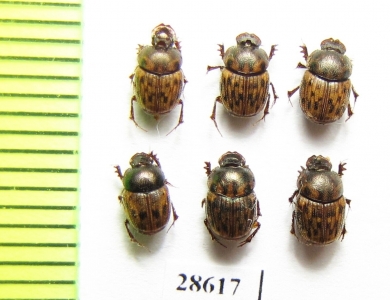 Onthophagus sp., pair  Namibia - INSECTS-STORE.RU