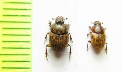 Onthophagus sp., pair  Namibia - INSECTS-STORE.RU