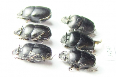 Onthophagus sp., pair  Ethiopia - INSECTS-STORE.RU