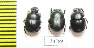 Onthophagus sp., pair  Ethiopia - INSECTS-STORE.RU