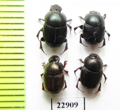 Onthophagus sp.  South Africa Rep. - INSECTS-STORE.RU