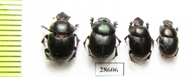 Onthophagus sp.  South Africa Rep. - INSECTS-STORE.RU