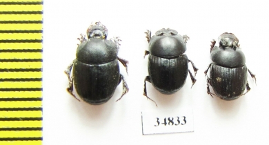 Onthophagus sp.  Sudan - INSECTS-STORE.RU