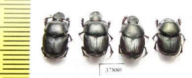 Onthophagus taurus, pair  Russia, Volgograd reg. - INSECTS-STORE.RU