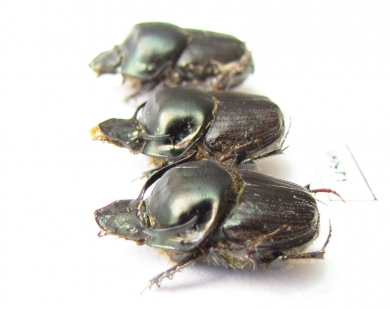 Onthophagus taurus, pair  Russia, Volgograd reg. - INSECTS-STORE.RU