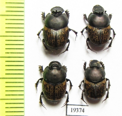 Onthophagus vacca, pair  Russia, Astrakhan reg. - INSECTS-STORE.RU
