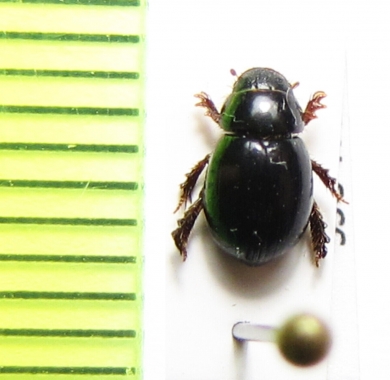 Aegialiinae, Aegialia arenaria  Portugal - INSECTS-STORE.RU