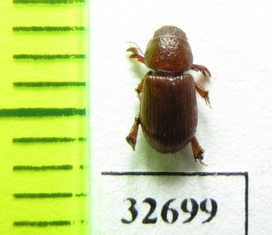 Aegialiinae, Rhysothorax rufus  Poland - INSECTS-STORE.RU